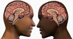 мужской и женский мозг