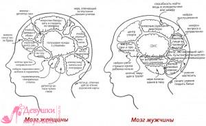 женский и мужской мозг