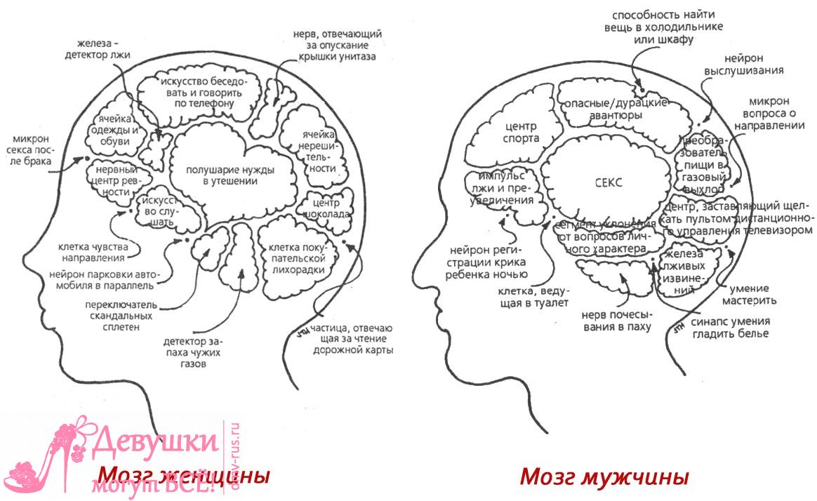 http://dmv-rus.ru/wp-content/uploads/2012/02/mozg-m-g-3.jpg