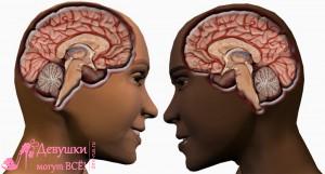 мужской и женский мозг